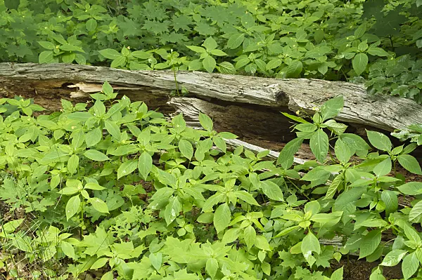 509100 - Small balsam (Impatiens parviflora) at a dead tree trunk