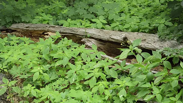509102 - Small balsam (Impatiens parviflora) at a dead tree trunk