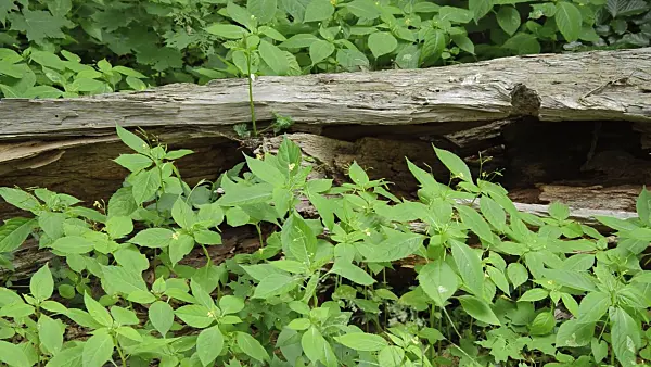 509103 - Small balsam (Impatiens parviflora) at a dead tree trunk