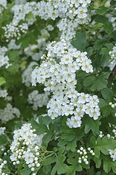 472262 - Small-flowered black hawthorn (Crataegus pentagyna)