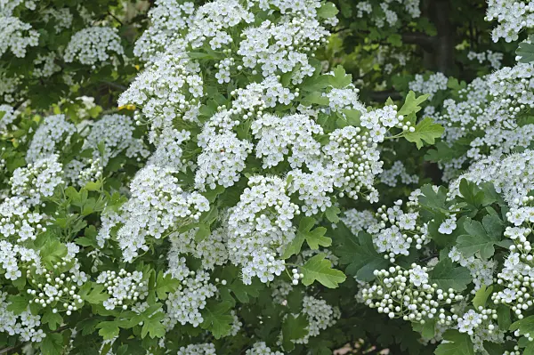472263 - Small-flowered black hawthorn (Crataegus pentagyna)