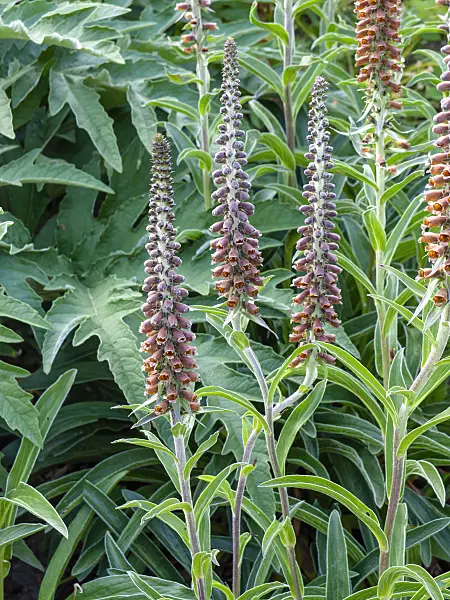 461095 - Small-flowered foxglove (Digitalis parviflora)