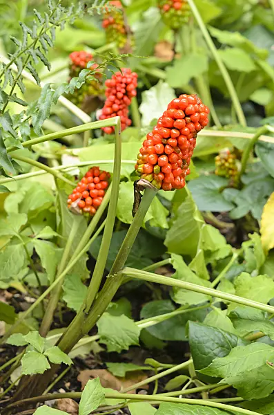 536031 - Small Jack-in-the-pulpit (Arisaema triphyllum)