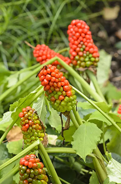 536032 - Small Jack-in-the-pulpit (Arisaema triphyllum)