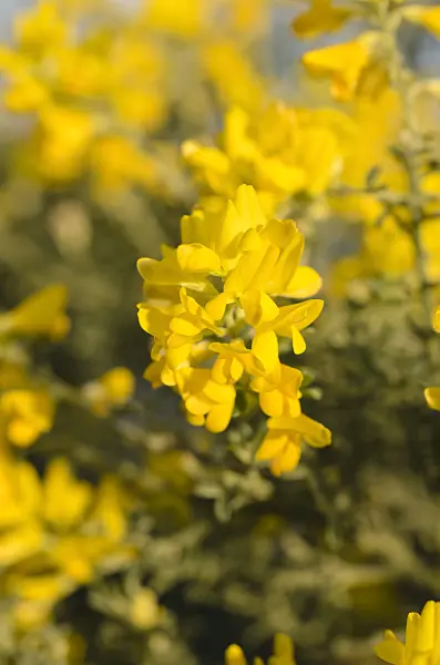 506047 - Small-leaved broom (Genista microphylla syn. Teline microphylla)