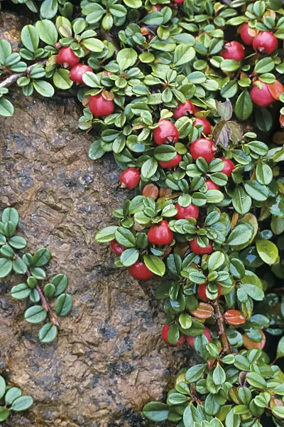 384053 - Small-leaved cotoneaster (Cotoneaster integrifolius)