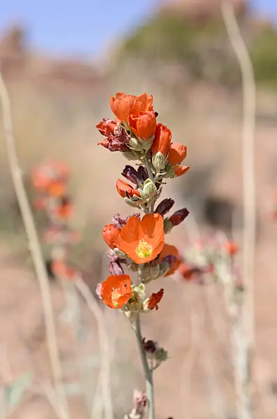 508264 - Small-leaved globe mallow (Sphaeralcea parvifolia)