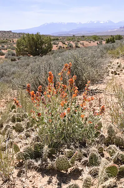 508266 - Small-leaved globe mallow (Sphaeralcea parvifolia), Arches National Park, Utah, USA