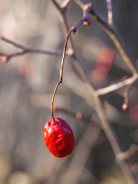 446010 - Small-leaved hawthorn (Crataegus microphylla)