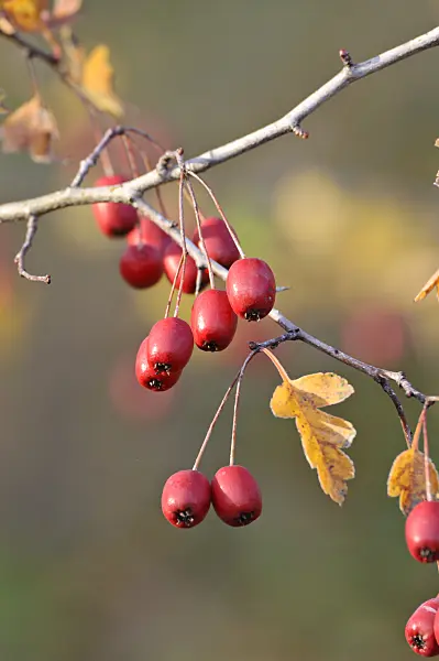 466050 - Small-leaved hawthorn (Crataegus microphylla)