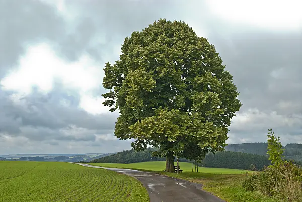 517251 - Small-leaved lime (Tilia cordata)