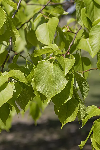 635164 - Small-leaved lime (Tilia cordata)
