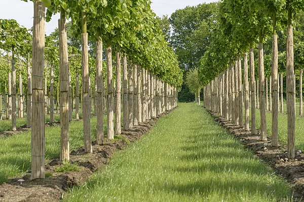 575340 - Small-leaved lime (Tilia cordata 'Greenspire')