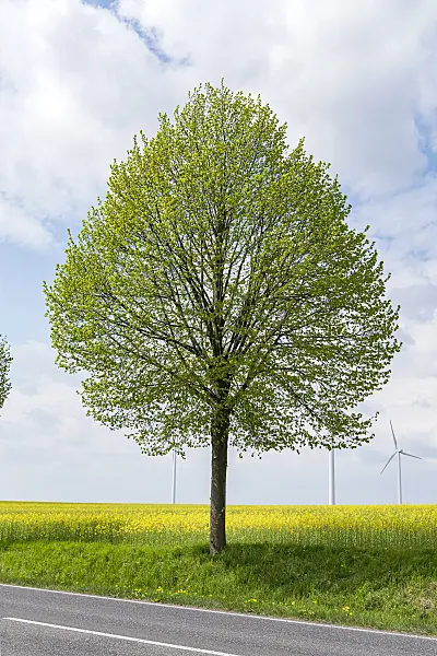 651555 - Small-leaved lime (Tilia cordata 'Greenspire')