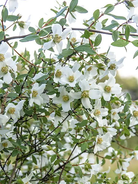 438257 - Small-leaved mock orange (Philadelphus microphyllus)