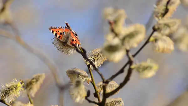 506084 - Small tortoiseshell (Aglais urticae) and pussy willow (Salix caprea) with male flowers
