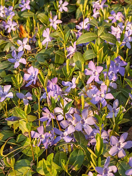 412030 - Smaller periwinkle (Vinca minor)
