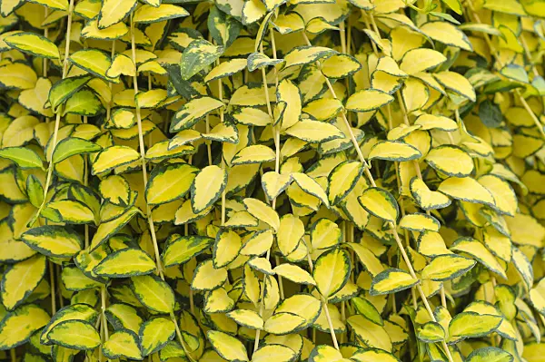 488044 - Smaller periwinkle (Vinca minor 'Variegata')