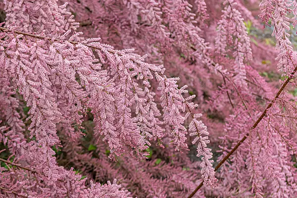 664456 - Smallflower tamarisk (Tamarix parviflora)
