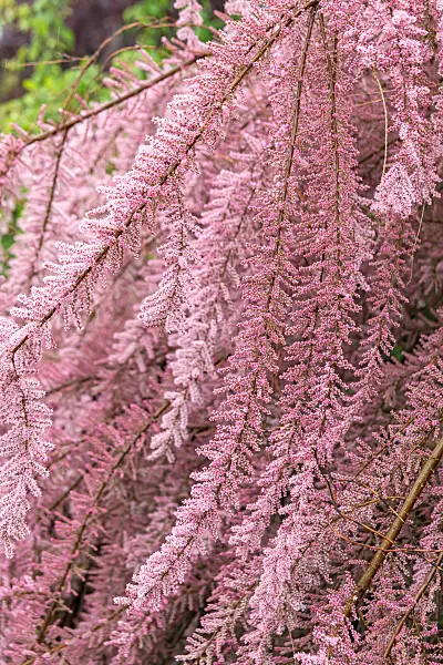 664457 - Smallflower tamarisk (Tamarix parviflora)