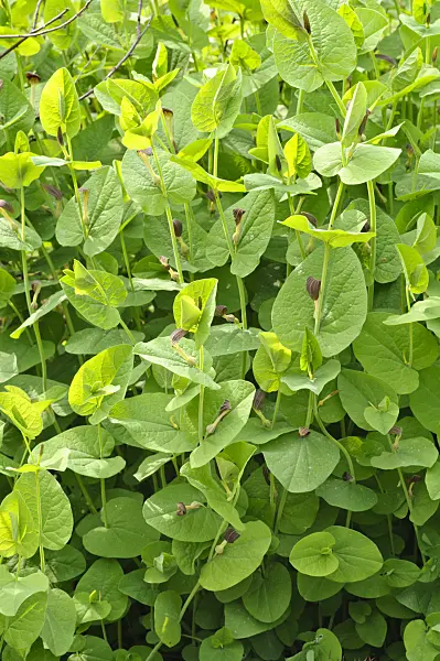 472113 - Smearwort (Aristolochia rotunda)