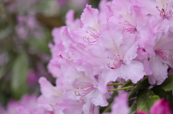 520230 - Smirnow's rhododendron (Rhododendron smirnowii)