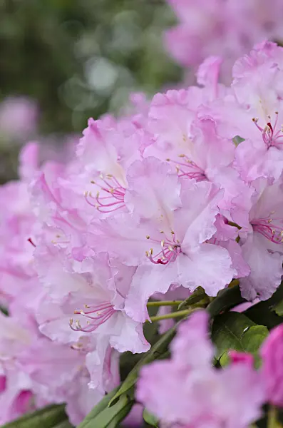 520231 - Smirnow's rhododendron (Rhododendron smirnowii)