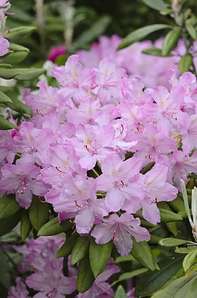 520232 - Smirnow's rhododendron (Rhododendron smirnowii)