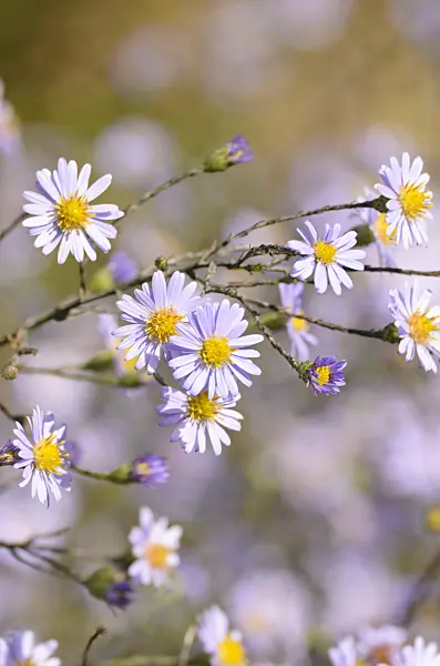 501078 - Smooth aster (Aster laevis)