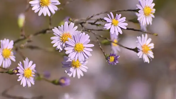 501081 - Smooth aster (Aster laevis)