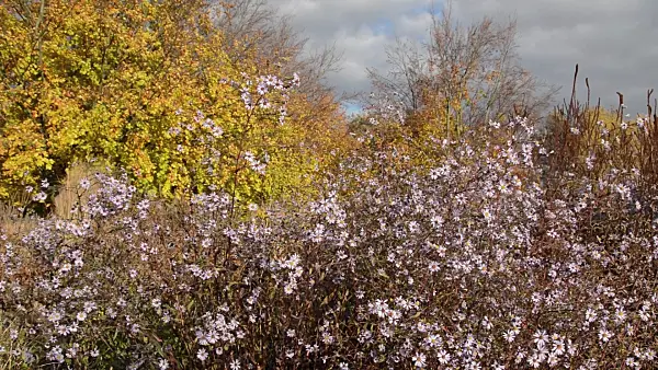 514010 - Smooth aster (Aster laevis)