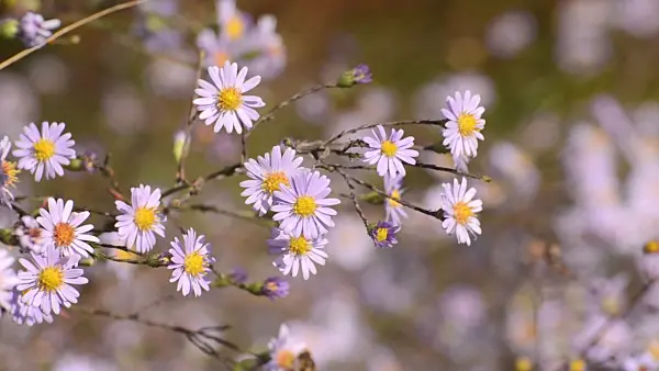 501080 - Smooth aster (Aster laevis) and bee (Apis)