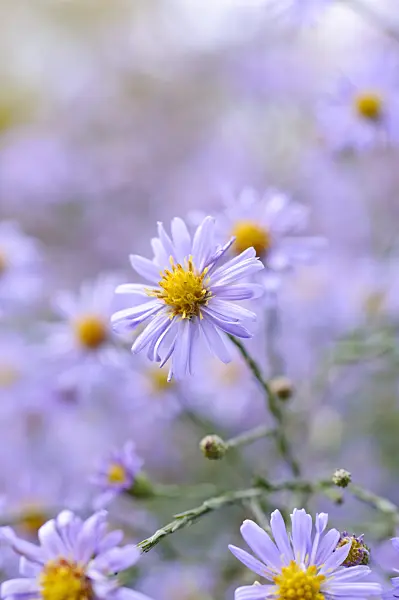 477176 - Smooth aster (Aster laevis 'Anneke van der Jeugd')