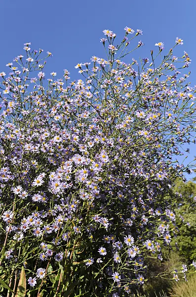501088 - Smooth aster (Aster laevis 'Anneke van der Jeugd')