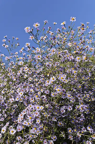 501089 - Smooth aster (Aster laevis 'Anneke van der Jeugd')