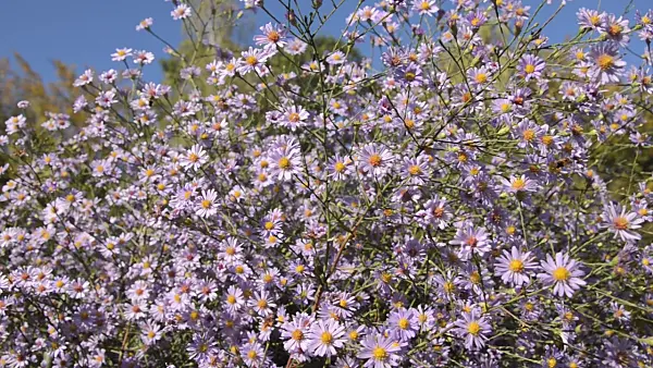 501092 - Smooth aster (Aster laevis 'Anneke van der Jeugd')