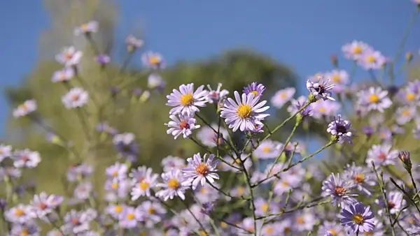 501093 - Smooth aster (Aster laevis 'Anneke van der Jeugd')
