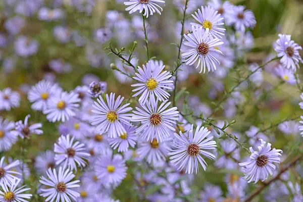 575023 - Smooth aster (Aster laevis 'Blauschleier')