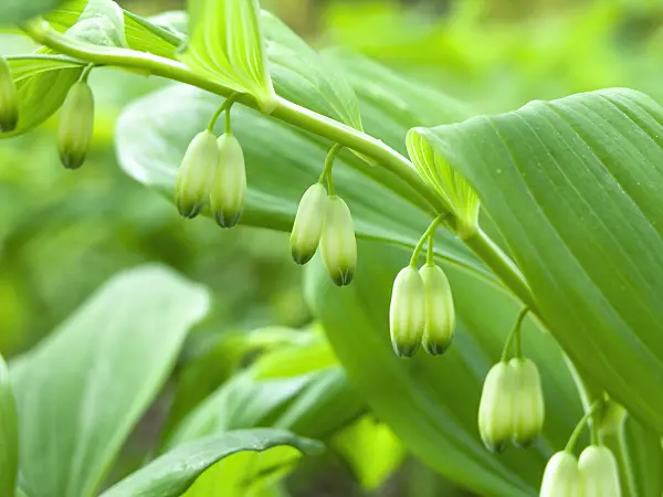 437169 - Smooth Solomon's seal (Polygonatum biflorum syn. Polygonatum giganteum)