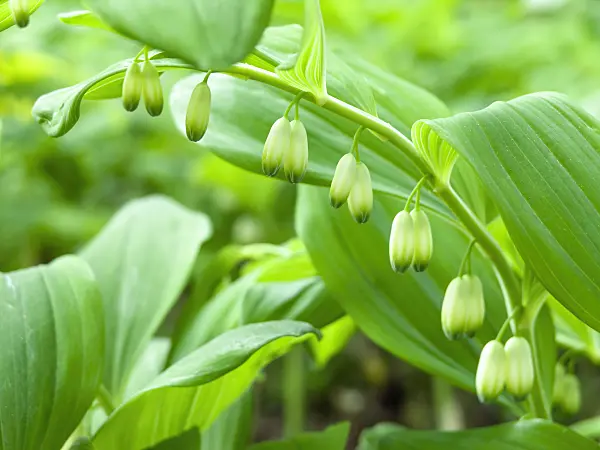 437170 - Smooth Solomon's seal (Polygonatum biflorum syn. Polygonatum giganteum)