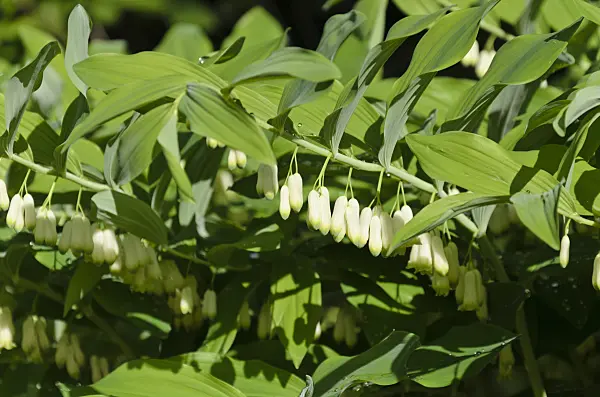 508091 - Smooth Solomon's seal (Polygonatum biflorum syn. Polygonatum giganteum)