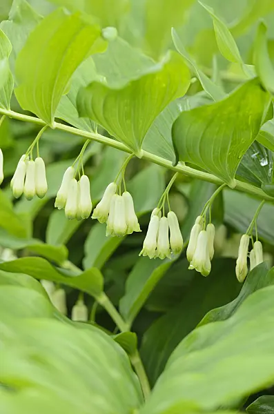 533408 - Smooth Solomon's seal (Polygonatum biflorum syn. Polygonatum giganteum)