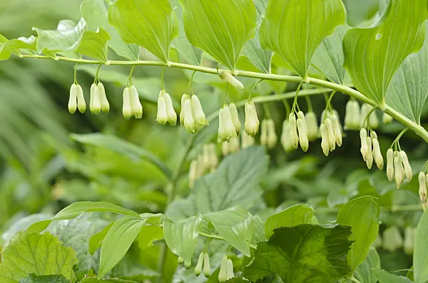 533409 - Smooth Solomon's seal (Polygonatum biflorum syn. Polygonatum giganteum)