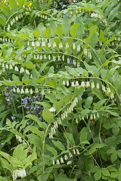 556138 - Smooth Solomon's seal (Polygonatum biflorum syn. Polygonatum giganteum)