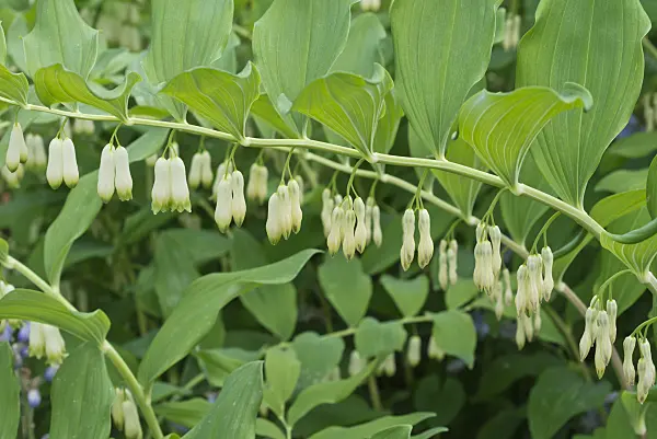 556139 - Smooth Solomon's seal (Polygonatum biflorum syn. Polygonatum giganteum)