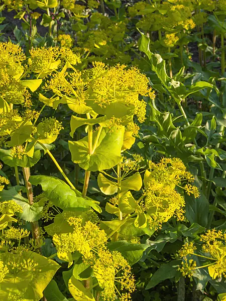 401274 - Smyrnium perfoliatum