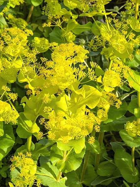 460113 - Smyrnium perfoliatum