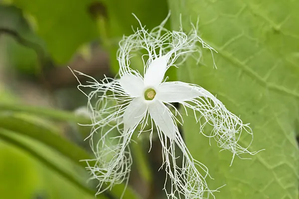 559151 - Snake gourd (Trichosanthes cucumerina)