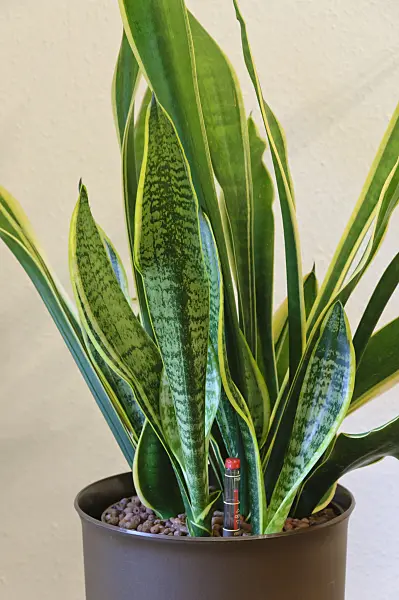 467016 - Snake plant (Sansevieria trifasciata)