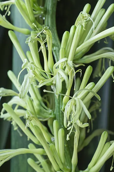 556148 - Snake plant (Sansevieria trifasciata)